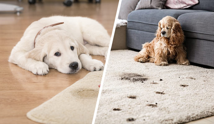 pet urine and odor from the carpet